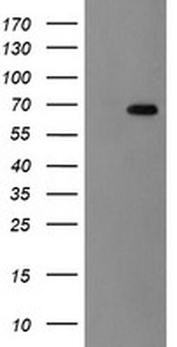 Invitrogen ACBD3 Monoclonal Antibody (OTI5F9) 100 &mu;L; Unconjugated:Antibodies,