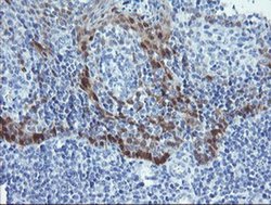 Invitrogen ADH7 Monoclonal Antibody (OTI2H10) 100 &mu;L; Unconjugated:Antibodies,