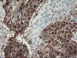 ADH7 Monoclonal Antibody (OTI2D11), Invitrogen 100 &mu;L; Unconjugated:Antibodies,
