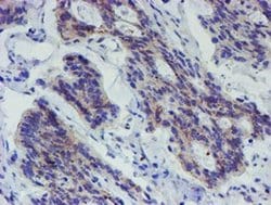 Invitrogen LRRC25 Monoclonal Antibody (OTI1D4) 100 &mu;L; Unconjugated:Antibodies,