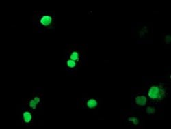Invitrogen PADI4 Monoclonal Antibody (OTI6A2) 100 &mu;L; Unconjugated:Antibodies,