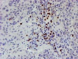 Invitrogen PADI4 Monoclonal Antibody (OTI6A2) 100 &mu;L; Unconjugated:Antibodies,