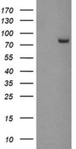Invitrogen PADI4 Monoclonal Antibody (OTI6A2) 100 &mu;L; Unconjugated:Antibodies,