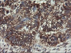 COMMD1 Monoclonal Antibody (OTI2E2):Antibodies, Monoclonal
