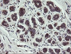 COMMD1 Monoclonal Antibody (OTI2E2):Antibodies, Monoclonal