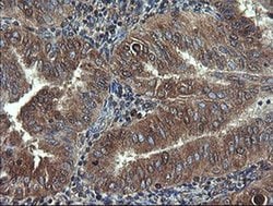 COMMD1 Monoclonal Antibody (OTI2E2):Antibodies, Monoclonal