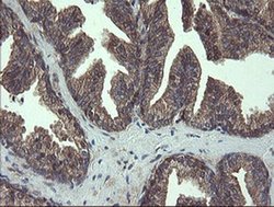 COMMD1 Monoclonal Antibody (OTI2E2):Antibodies, Monoclonal