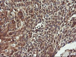 COMMD1 Monoclonal Antibody (OTI2E2):Antibodies, Monoclonal