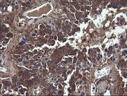 COMMD1 Monoclonal Antibody (OTI2E2):Antibodies, Monoclonal