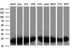 Invitrogen VBP1 Monoclonal Antibody (OTI2G2) 100 &mu;L; Unconjugated:Antibodies,