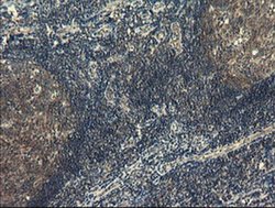 Invitrogen COMMD1 Monoclonal Antibody (OTI1G7) 100 &mu;L; Unconjugated:Antibodies,