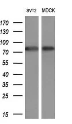 Invitrogen SOX5 Monoclonal Antibody (OTI2A3) 100 &mu;L; Unconjugated:Antibodies,