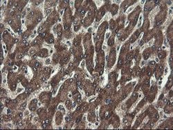 Invitrogen UBE2J1 Monoclonal Antibody (OTI3E6) 100 &mu;L; Unconjugated:Antibodies,