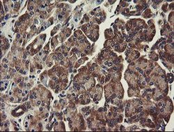 Invitrogen UBE2J1 Monoclonal Antibody (OTI3E6) 100 &mu;L; Unconjugated:Antibodies,