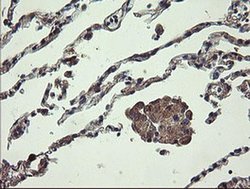Invitrogen UBE2J1 Monoclonal Antibody (OTI3E6) 100 &mu;L; Unconjugated:Antibodies,