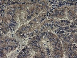 Invitrogen UBE2J1 Monoclonal Antibody (OTI3E6) 100 &mu;L; Unconjugated:Antibodies,