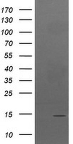 Invitrogen TPD52L3 Monoclonal Antibody (OTI3D11) 100 &mu;L; Unconjugated:Antibodies,