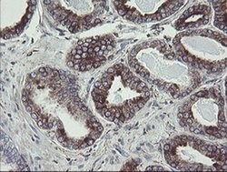 Invitrogen TPD52L3 Monoclonal Antibody (OTI8C12) 100 &mu;L; Unconjugated:Antibodies,