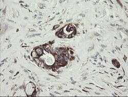 Invitrogen TPD52L3 Monoclonal Antibody (OTI8C12) 100 &mu;L; Unconjugated:Antibodies,