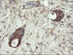 Invitrogen UBE2J1 Monoclonal Antibody (OTI3D1) 100 &mu;L; Unconjugated:Antibodies,