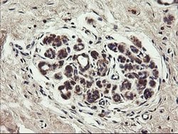 Invitrogen UBE2J1 Monoclonal Antibody (OTI3D1) 100 &mu;L; Unconjugated:Antibodies,