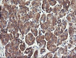 Invitrogen UBE2J1 Monoclonal Antibody (OTI3D1) 100 &mu;L; Unconjugated:Antibodies,