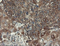 Invitrogen UBE2J1 Monoclonal Antibody (OTI3D1) 100 &mu;L; Unconjugated:Antibodies,