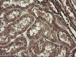 Invitrogen UBE2J1 Monoclonal Antibody (OTI3D1) 100 &mu;L; Unconjugated:Antibodies,