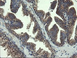 Invitrogen UBE2J1 Monoclonal Antibody (OTI3D1) 100 &mu;L; Unconjugated:Antibodies,