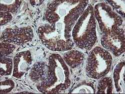 Invitrogen UBE2J1 Monoclonal Antibody (OTI3D1) 100 &mu;L; Unconjugated:Antibodies,