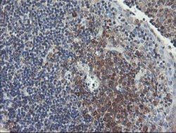 Invitrogen UBE2J1 Monoclonal Antibody (OTI3D1) 100 &mu;L; Unconjugated:Antibodies,