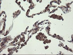 Invitrogen UBE2J1 Monoclonal Antibody (OTI3D1) 100 &mu;L; Unconjugated:Antibodies,
