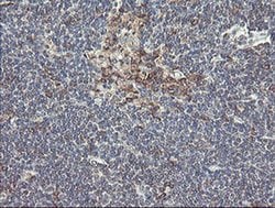 Invitrogen UBE2J1 Monoclonal Antibody (OTI3D1) 100 &mu;L; Unconjugated:Antibodies,