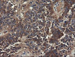 Invitrogen UBE2J1 Monoclonal Antibody (OTI3D1) 100 &mu;L; Unconjugated:Antibodies,