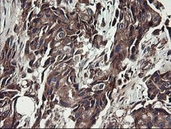Invitrogen UBE2J1 Monoclonal Antibody (OTI3D1) 100 &mu;L; Unconjugated:Antibodies,