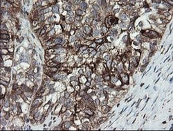 Invitrogen ERp57 Monoclonal Antibody (OTI3E1) 100 &mu;L | Buy Online | Invitrogen&trade; | Fisher Scientific