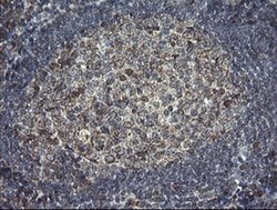 Invitrogen ERp57 Monoclonal Antibody (OTI3E1) 100 &mu;L | Buy Online | Invitrogen&trade; | Fisher Scientific