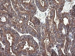 Invitrogen ERp57 Monoclonal Antibody (OTI4D7) 100 &mu;L; Unconjugated:Antibodies,