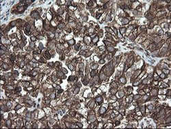 Invitrogen ERp57 Monoclonal Antibody (OTI4D7) 100 &mu;L; Unconjugated:Antibodies,
