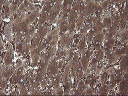 Invitrogen ERp57 Monoclonal Antibody (OTI4D7) 100 &mu;L; Unconjugated:Antibodies,