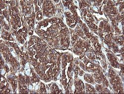 Invitrogen ERp57 Monoclonal Antibody (OTI4D7) 100 &mu;L; Unconjugated:Antibodies,