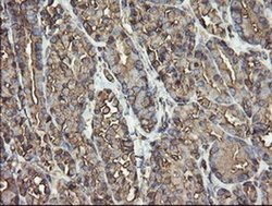 Invitrogen ERp57 Monoclonal Antibody (OTI3H5) 100 &mu;L; Unconjugated:Antibodies,