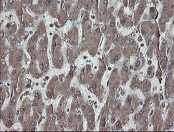 Invitrogen ERp57 Monoclonal Antibody (OTI3H5) 100 &mu;L; Unconjugated:Antibodies,