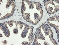 Invitrogen ERp57 Monoclonal Antibody (OTI3H5) 100 &mu;L; Unconjugated:Antibodies,