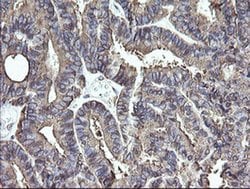 Invitrogen ERp57 Monoclonal Antibody (OTI3H5) 100 &mu;L; Unconjugated:Antibodies,