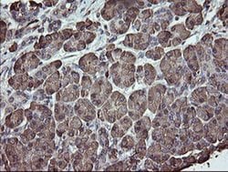 Invitrogen ERp57 Monoclonal Antibody (OTI3H5) 100 &mu;L; Unconjugated:Antibodies,