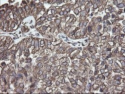 Invitrogen ERp57 Monoclonal Antibody (OTI3H5) 100 &mu;L; Unconjugated:Antibodies,