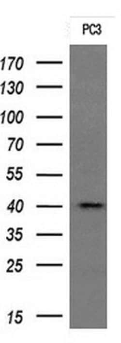 Invitrogen STING Monoclonal Antibody (OTI2C9) 100 &mu;L; Unconjugated:Antibodies,