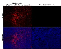 Invitrogen STING Monoclonal Antibody (OTI4H1) 100 &mu;L; Unconjugated:Antibodies,