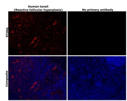 Invitrogen STING Monoclonal Antibody (OTI4H1) 100 &mu;L; Unconjugated:Antibodies,